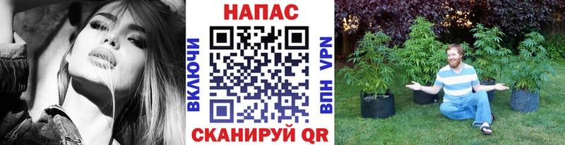 Каннабис гибрид  Ильский 